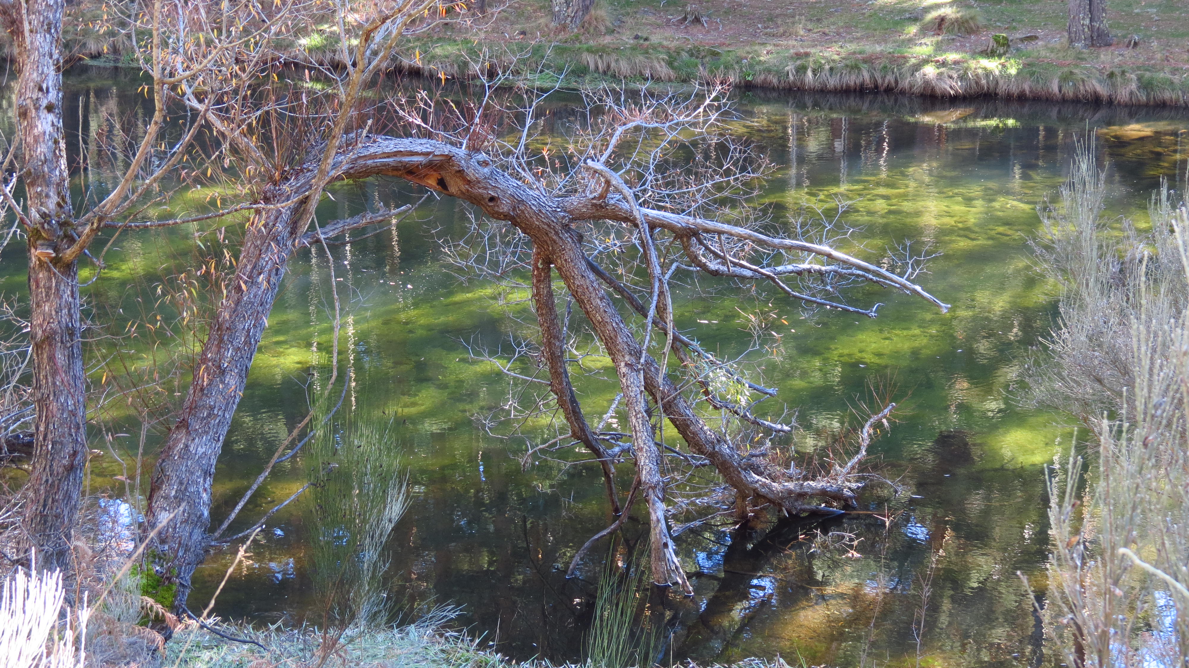 Árbol caído